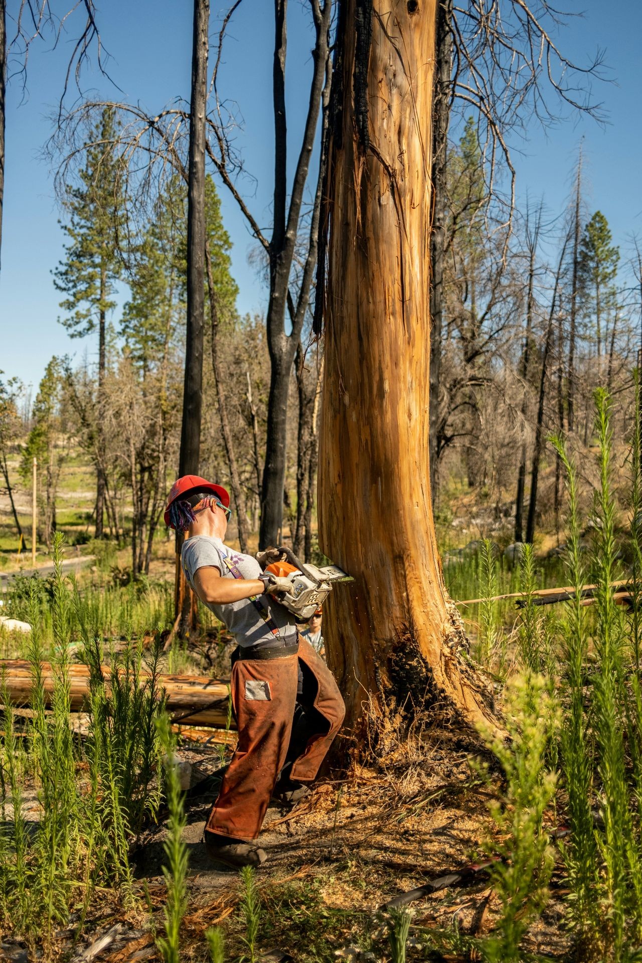 Professional tree felling service removing large tree in a backyard